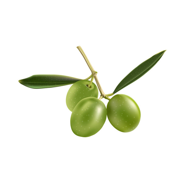 Olives et feuilles
 - Vecteur, image