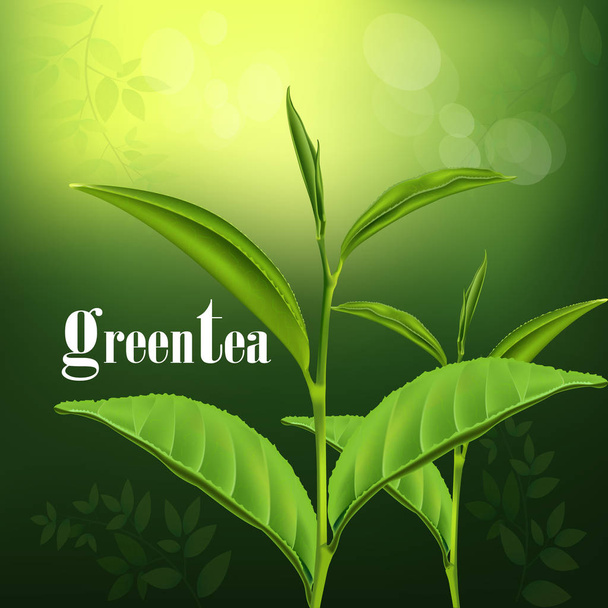 greentea and branch - Vector, Image