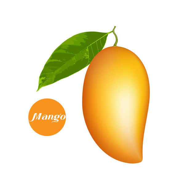 Mango vektor háttér - Vektor, kép