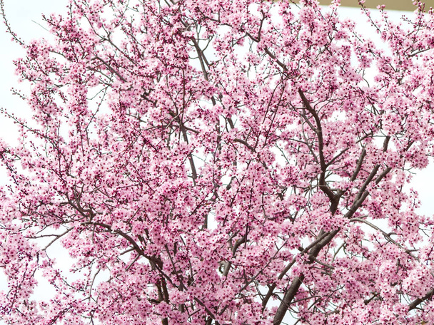 Текстура квітучого дерева з рожевими квітами навесні
 - Фото, зображення