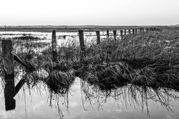 Flooded meadows at swamp Teufelsmoor in Germany near artist village Worpswede, monochrome - Photo, Image