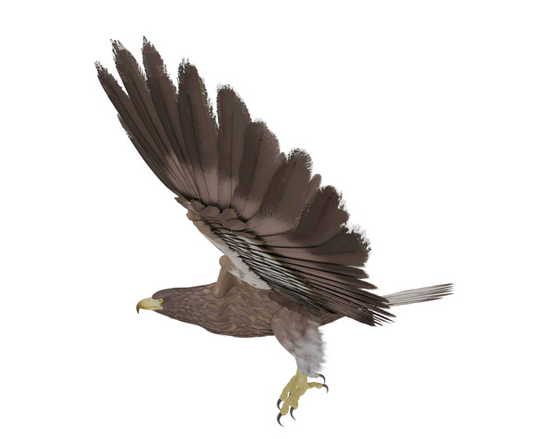 Hawk létající izolované na bílém pozadí, 3d vykreslování - Fotografie, Obrázek