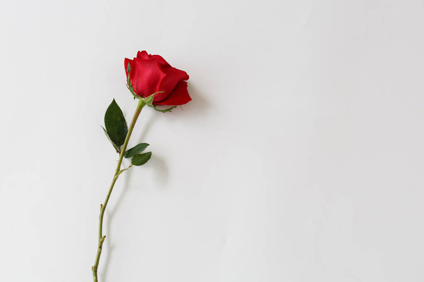Красная роза фон Красивая красная роза макрос
 - Фото, изображение