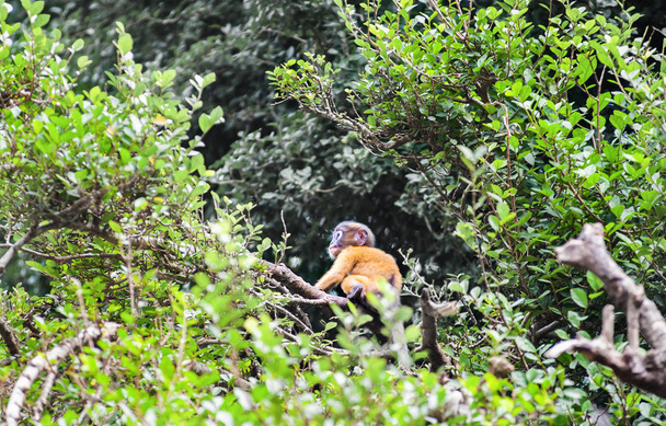 Golden fure vauva ja äiti hämärä lehtiä apina
 - Valokuva, kuva