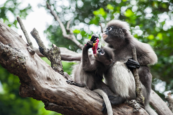 Малюк і мати тьмяне листя мавпи
 - Фото, зображення