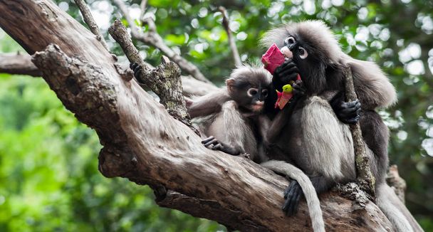Bebé y madre mono de hojas oscuras
 - Foto, Imagen