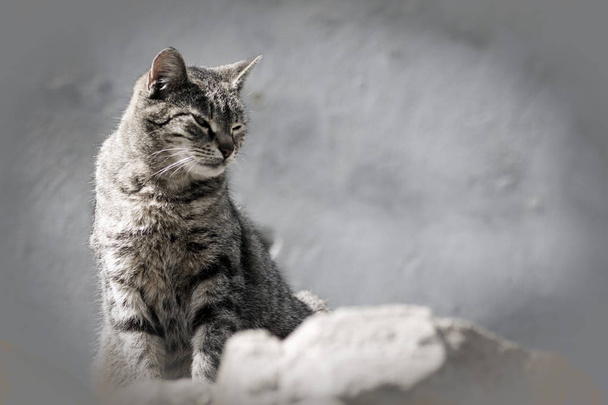 Tabby gatto domestico
 - Foto, immagini