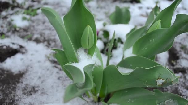 tulipanes cubiertos de nieve en primavera
 - Metraje, vídeo