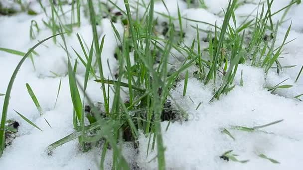 zöld fű vízzel esik, gyep borította hó - Felvétel, videó