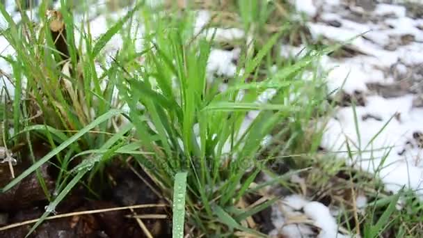 césped verde cubierto de nieve, hierba verde con gotas de agua, de cerca
 - Metraje, vídeo