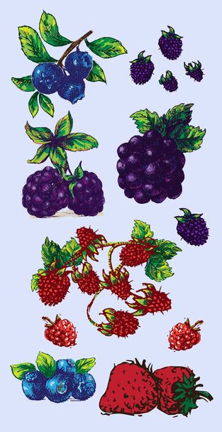 Digitale vector gedetailleerde fruit hand getrokken - Vector, afbeelding