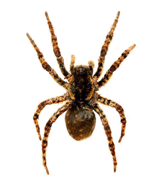 Spider a tarantula lycosa singoriensis - Photo, Image