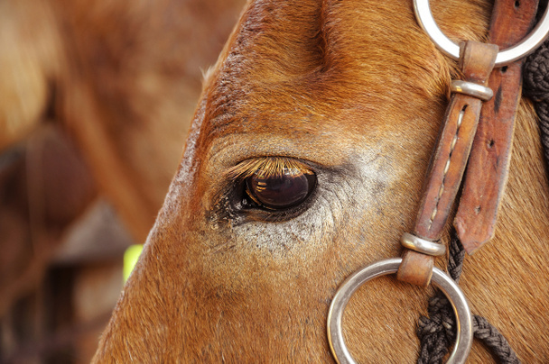 Kahverengi bir at gözünü kapat - Fotoğraf, Görsel