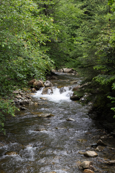 Forest River flows near the tall pines. - Fotografie, Obrázek