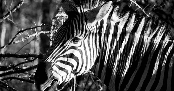   в Южной Африке заповедник и зебра
 - Фото, изображение