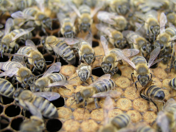Mehiläisten keinosiemennys mehiläishoitajan mehiläistarhassa
. - Valokuva, kuva