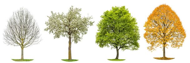 Neljä vuodenaikaa luonto Puu siluetti eristetty
 - Valokuva, kuva