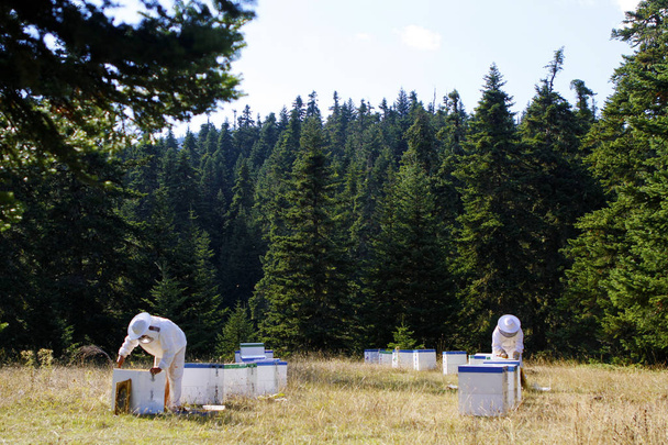 Bijenhouders die honing produceren  - Foto, afbeelding