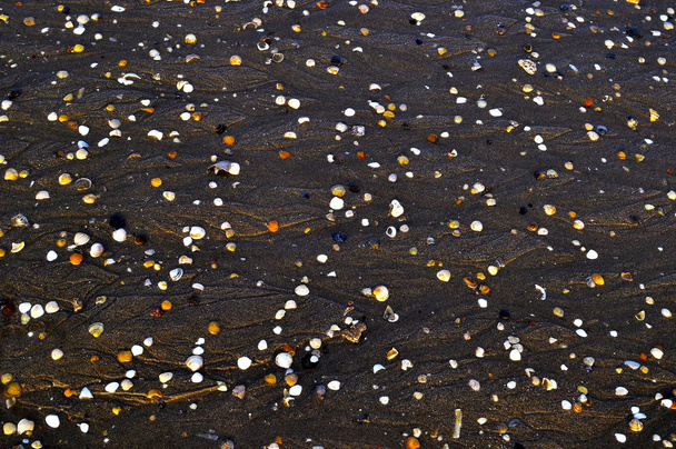schelpen op zand - Foto, afbeelding
