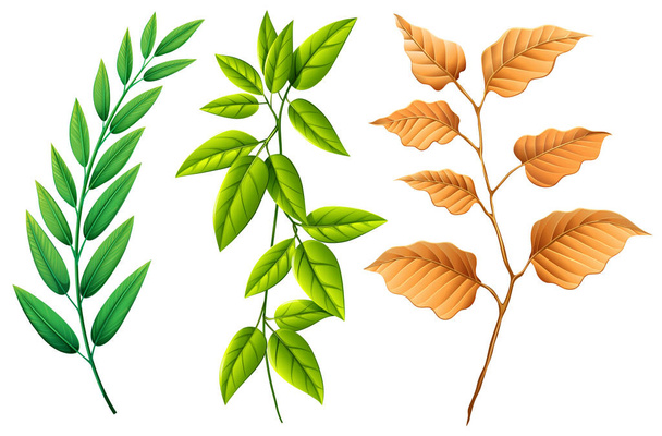 Tre tipi di foglie
 - Vettoriali, immagini