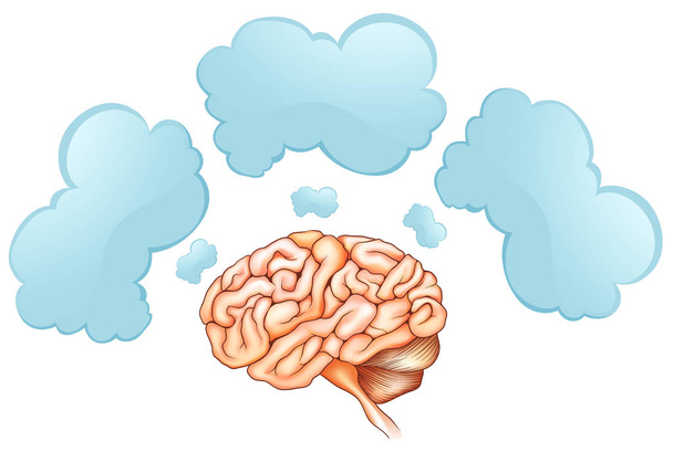 Lidský mozek a tři bubliny - Vektor, obrázek