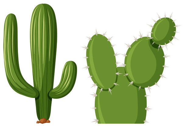 Two types of cactus plant - Vector, Image