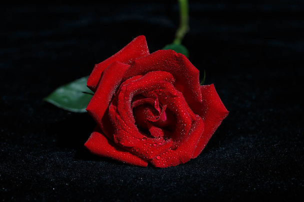 赤いバラ backgroundbeautiful 赤いバラ マクロ - 写真・画像