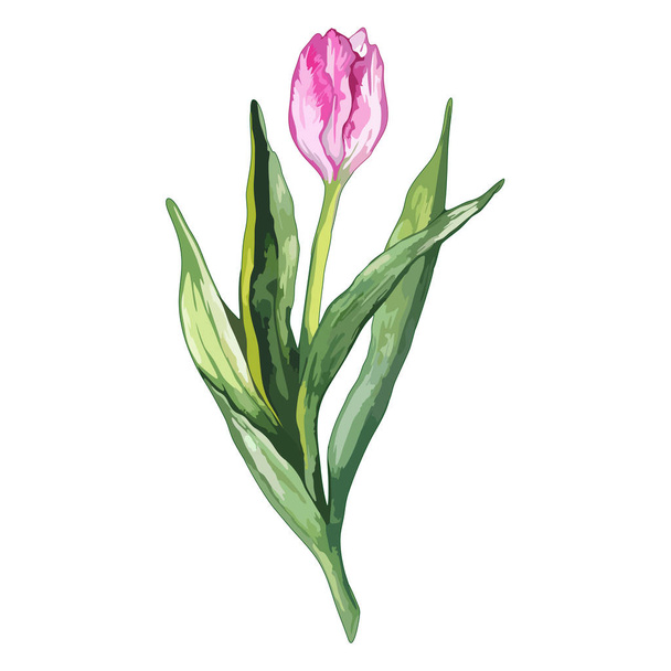 Watercolor pink tulip spring flower nature isolated vector - Vector, Imagen