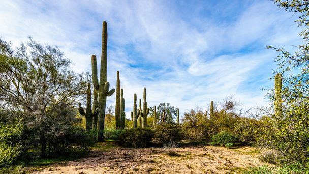 Ryhmä pitkä Saguaro Cacti ympyrässä Tonto National Forest lähellä Lake Bartlett
 - Valokuva, kuva