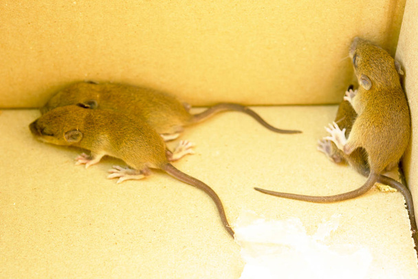 Rat in de doos of dieren met besmetting in het huis. Zoom in. - Foto, afbeelding