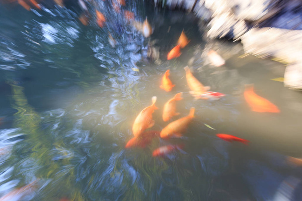 豫園に訪問者がフィードされている黄金の鯉の群れ - 写真・画像