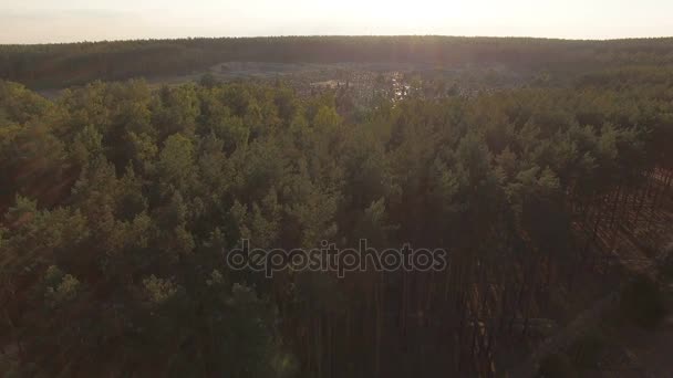 Ecological beautiful pine forest. View from aerial - Imágenes, Vídeo