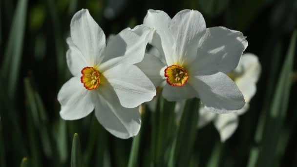 Λευκά λουλούδια νάρκισσους στον κήπο - Πλάνα, βίντεο