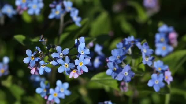 Siniset kukat unohda-minua-ei puutarhassa
 - Materiaali, video