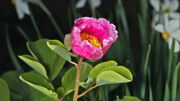 Ροζ λουλούδι της παιώνιας στον κήπο - Πλάνα, βίντεο