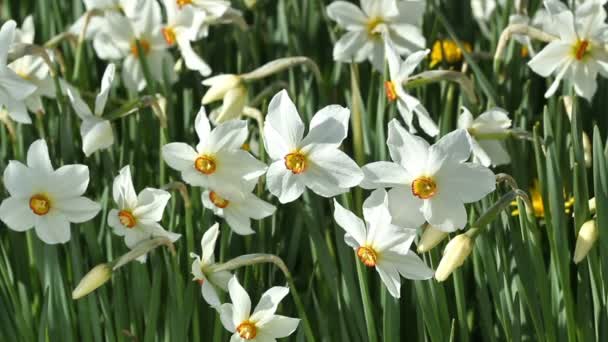 Białe kwiaty żonkile w ogrodzie - Materiał filmowy, wideo