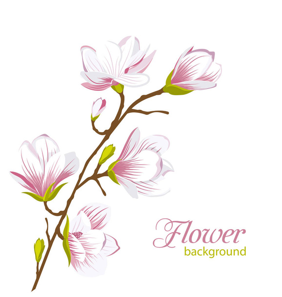 Beautiful Magnolia Branch, Exotic Flowers - Vector, Image