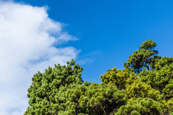 Green pine trees with blue sky - Valokuva, kuva