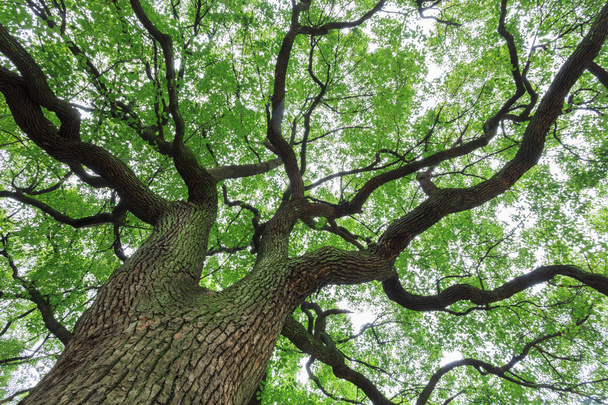 Velký strom s bujnou zeleň - Fotografie, Obrázek