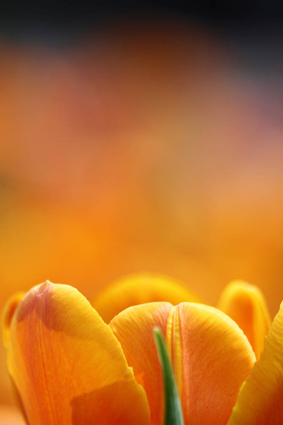 oranžová barva Tulipán květ show - Fotografie, Obrázek