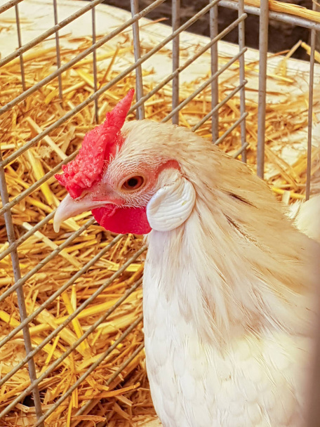 Hens to lay eggs - Valokuva, kuva