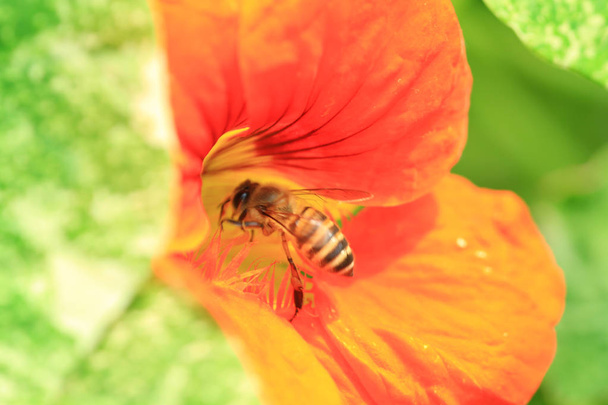  Nahaufnahme einer westlichen Honigbiene  - Foto, Bild