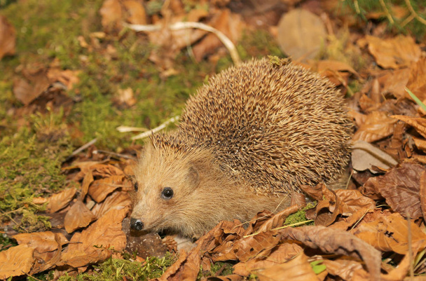 hedgehog with aculei in the undergrowth in autumn - Photo, Image