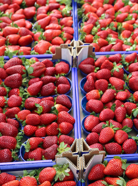 спелые красные клубники для продажи в фруктово-овощном магазине
 - Фото, изображение