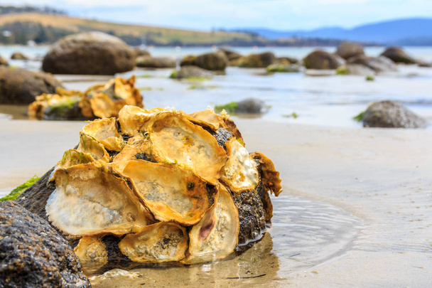 coquilles d'huîtres sauvages de Tasmanie sur la roche sur la plage
 - Photo, image