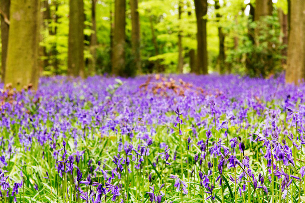 Bluebells crescendo em um chão de floresta inglês
 - Foto, Imagem