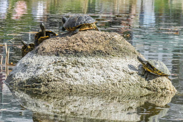 Una tortuga sentada en una piedra en un lago disfrutando del sol
 - Foto, imagen
