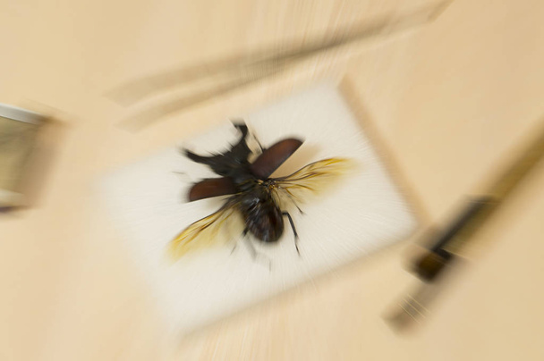 Dışarı doğruldu Lucanus cervus Stag beetle restavration - Fotoğraf, Görsel