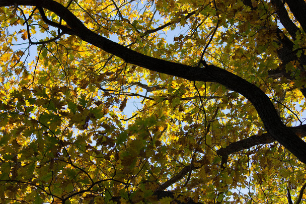 yellow autumn leaves on a branch - Zdjęcie, obraz