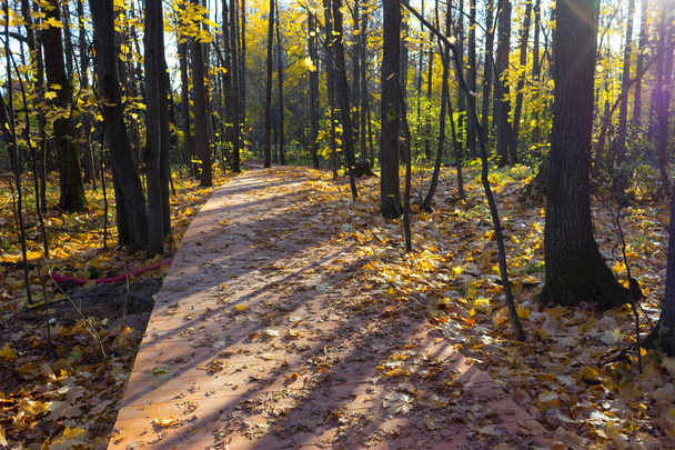 Wooden boardwalk through autumn forest - Foto, imagen
